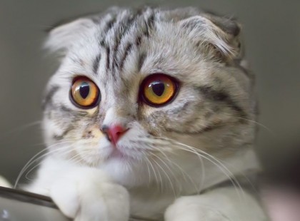 Brutális:a nyolcadik emeletről dobta ki a macskáját egy nagyszombati férfi