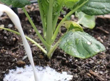 A tej nem csak a konyhában használható! Egy kertész 6 tippet mondott, hogyan alkalmazhatjuk a kertben is!