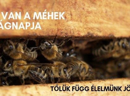 Csak addig van élet a földön amíg vannak méhecskék. Vigyázzunk rájuk mint szemünk fényére