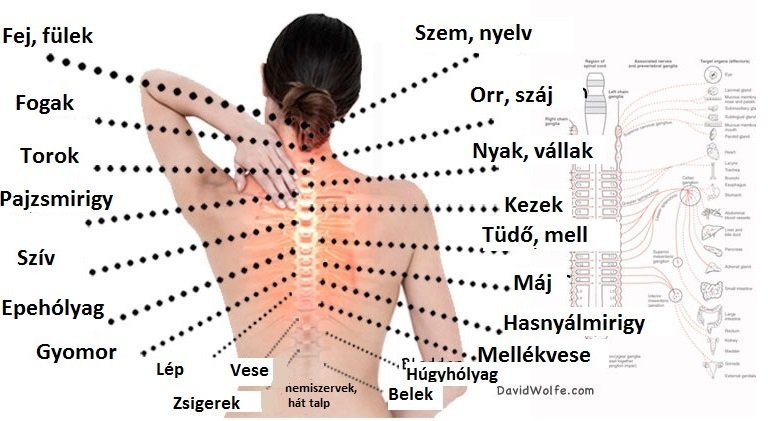 fájdalom a gerinc közelében súlyos fájdalmat okozva a csípőízületben