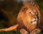 30 tény, amit a legtöbben nem tudnak az oroszlán csillagjegyről!