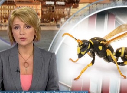 Rendkívüli figyelem! Darázsinvázióra figyelmeztetik a lakosságot! Minisztériumi közleményt adtak ki a magyar lakosságnak! – mindenki olvassa el, életet menthet!