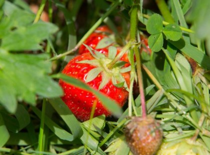 Aranyáron mérhetik idén az epret a sok eső miatt