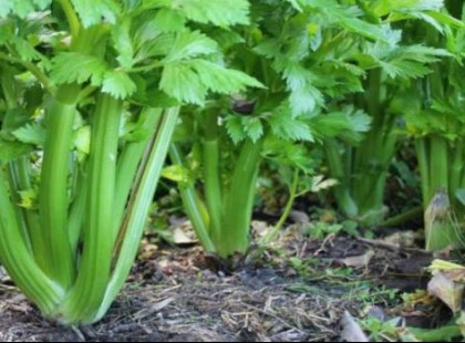 Rákmegelőző, gyulladáscsökkentő és még olcsó is