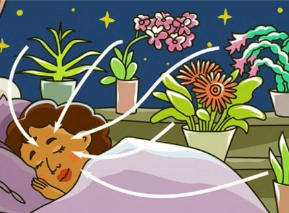 9 növény a hálószobádba, hogy éjszaka is oxigént termeljen