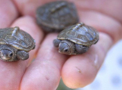 Több év börtönnel jutalmazzák a teknős gyilkos érdi Adélt. Önvédelem volt, állítja
