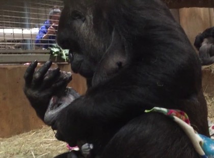 AZ ANYA GORILLA VILÁGRA HOZZA UTÓDJÁT: FELVETTÉK, MI VOLT AZ ELSŐ DOLGA A SZÜLÉS UTÁN