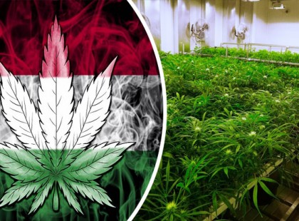 Magyarországon is legalizálhatják végre az orvosi kannabiszt: elsöprő támogatás, hamarosan engedélyezhetik?