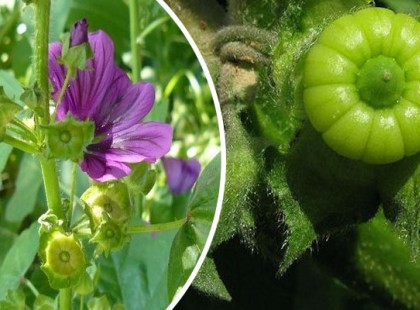 Papsajt: gyerekkorunk egyik egészséges csodanövénye! Te is etted gyerekkorban?