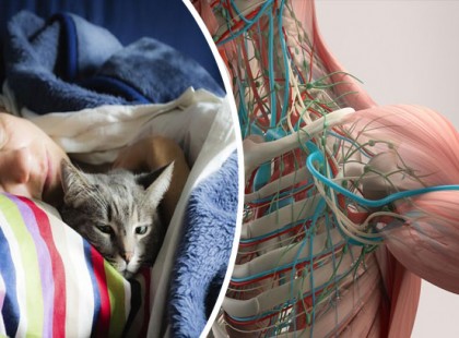 Macskával alszol az ágyban? Erről feltétlen TUDNOD KELL!