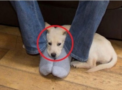 Ezért is fekszik a kutya a lábadra – Ezt nem tudtuk, és a többi 8 okot sem