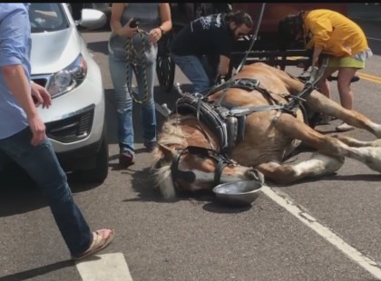 Összeesett a ló, a 36 fokos hőségben lejtőn kellett turistákat felhúznia