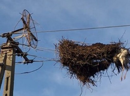 Nyírtass főutcáján a vihar kiborított egy gólyafészket, példátlan összefogással mentették meg a gólyafiókát