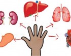 Minden ujjhoz köthető egy szerv – Nyomd 5 percig, hogy elmúljon a fájdalom