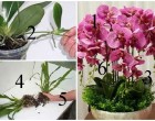 Ha imádod az orchideákat:6 titok, amit minden orchidea tulajdonosnak kötelező ismernie!