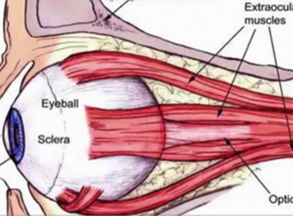 Ha ezt a 7 ételt elkezded naponta enni, akkor azonnal javulni kezd a látásod.