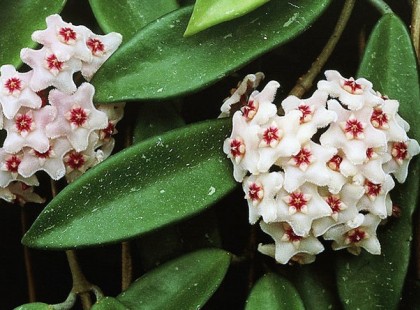 Nagyim tudta a titkát. Nála mindig virágzott a viaszvirág. Elárulta, mit tegyek