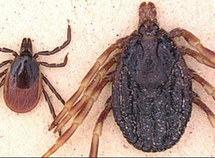 Vérzéses láz vírust hordozó kullancsot találtak a Margit-szigeten