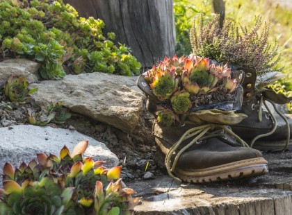Éget a nap? Akkor keress gyorsan egy kövirózsát a kertedben: mutatjuk miért
