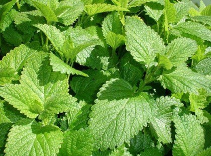 Eddig szerettem, de most a nagymamám felfedte a teljes igazságot a citromfűről. EZT teszi a testünkkel ez a növény