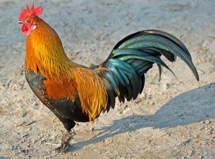 Bepereltek egy kakast a vidékre utazó városlakók, mert kukorékolni mert