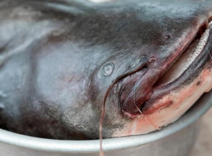 Ezt nézzétek !2,5 méteres rekordhalat akasztottak a Tiszán