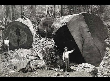 20 lélegzetelállító fotó századfordulós favágókról, akik kézifűrésszel vágták ki a százméteres fákat