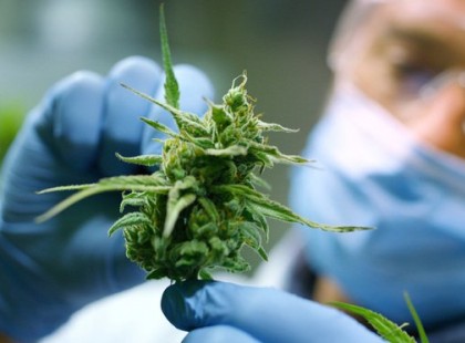 A kannabisz elhallgatott gyógyhatásai: a gyógyszeripar nem véletlen rettegett tőle évtizedeken keresztül