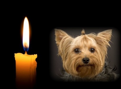 Egy siófoki, kutyabarát nyaralóban verték halálra a kétéves yorkit