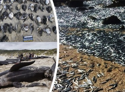 Az AIEA jelentése szerint a Föld óceánjainak egyharmadát kiirtotta a fukusimai atomkatasztrófából származó sugárzás!