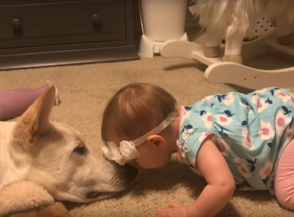 A kisbaba puszilgatta a kutya orrát. Ami ezután történt, arra nem voltak felkészülve :O