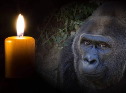 Elhunyt Trudy, a legidősebb fogságban élő gorilla