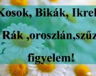 Kosok, Bikák, Ikrek,Rák ,oroszlán,szűz figyelem! Holnapi horoszkóp