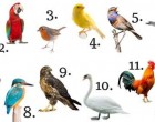 Mit árul el rólad a születési hónapodhoz kapcsolódó madár?