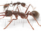 Élő hangyákkal teli csomagot foglalt le a kínai vámhatóság