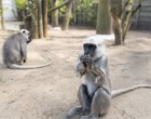 Feleséget kapott a Nyíregyházi Állatkert szent majma