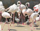 Flamingófióka dömping a Fővárosi Állatkertben