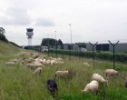 Juhok nyírják a füvet a brüsszeli reptéren