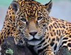 Kihalás szélén a jaguárok &#8211; alapvető jogokat követelnek a környezetvédők Dél-Amerikában