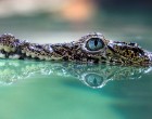 Kritikusan veszélyeztetett krokodilok érkeztek a budapesti állatkertbe
