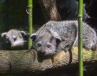 Napi cuki: már látogathatók a binturongok Szegeden