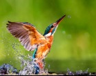 Országos fotópályázat indul a madarak és a víz kapcsolatáról