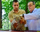 Szépen fejlődik és eszméletlenül cuki a Miskolci Állatkert 8 hetes leopárdja