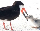 Szívszorító: Fiókáját csikkel etető madarat fényképeztek egy floridai tengerparton