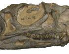 Új dinoszauruszfajt azonosítottak régi maradványokból