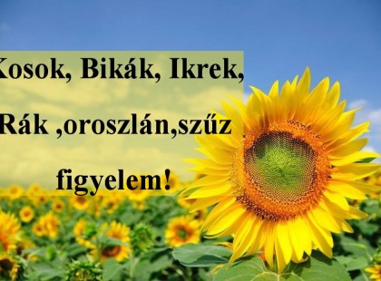 Kosok, Bikák, Ikrek,Rák ,oroszlán,szűz figyelem! Mai horoszkóp