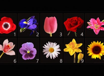 Válassz egy virágot és ismerd meg a személyiséged legkülönlegesebb vonásait!