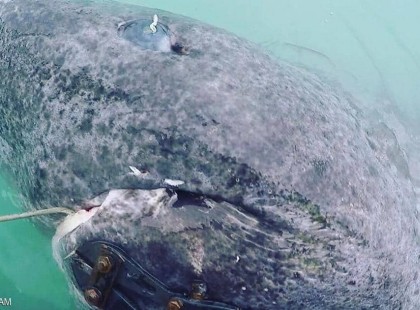 Több mint 500 éves is lehet a tudósok horgára akadt cápa