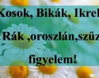 Kosok, Bikák, Ikrek,Rák ,oroszlán,szűz figyelem! Holnapi horoszkóp