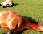 A lovak a kertben alszanak - mikor a gazdájuk közelebb megy óriásit nevet rajtuk